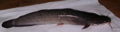 Рыба