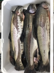Рыба