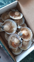 Морепродукты