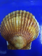 Морепродукты