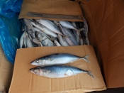 Морепродукты
