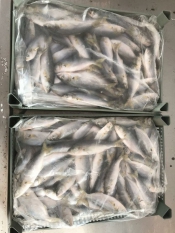 Рыба