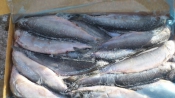 Рыба