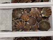 Морепродукты