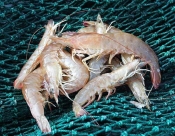 Морепродукты