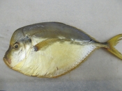 Морепродукты