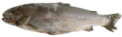 Рыба