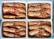 Морепродукты