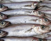 Морепродукты