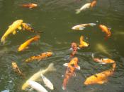 Автар пользователя andersen